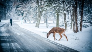 Safe travels snowy road